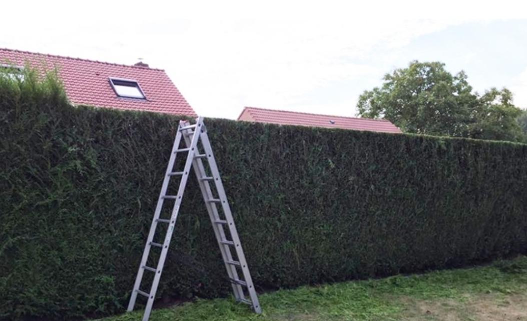 Taille de haie